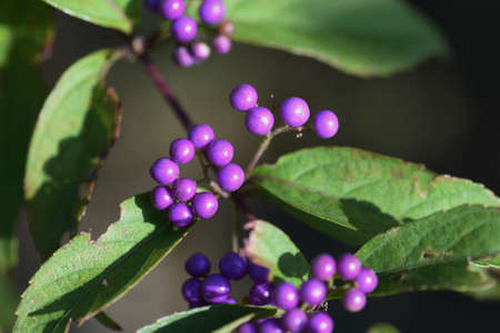 Callicalpa Dichotomoa Berries / Lamiacae Decidulous Tree