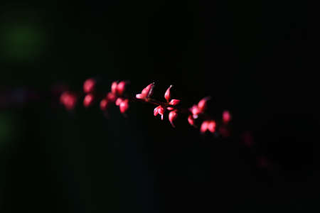 Persicaria filiformis (Virginia knotweed ) flowers / Polygonace perennial plantの写真素材