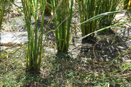 Wild price stem cultivation / Poaceae perennial plant
