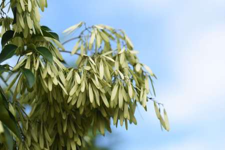 Griffith's ash (Fraxinus griffithhii) frits / Oleaceae evergreen treeの写真素材