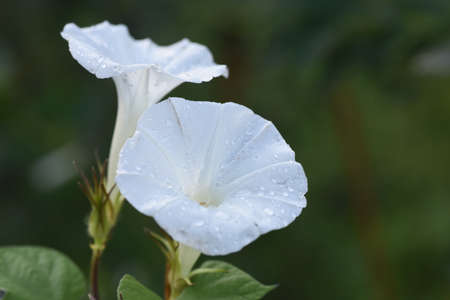 Morning Glory Flowers / Convolvulaceae Plant