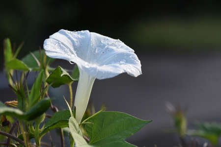 Morning Glory Flowers / Convolvulaceae Plant
