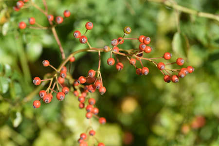 Rose hips / Rose hip rich in Vitamin C.