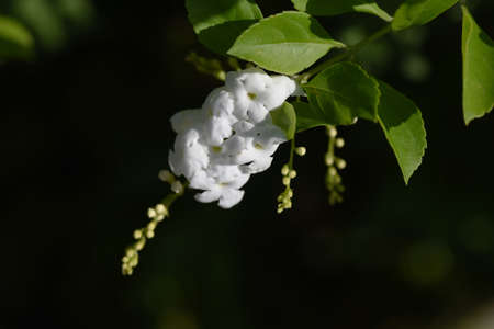 Duranta repens 'Alba' / Verbenace evergreen shruba.