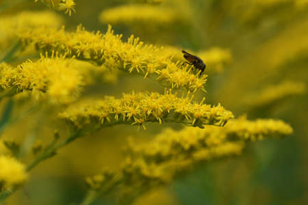 Canada goldenrod flowers / Asteraee perennial grass.