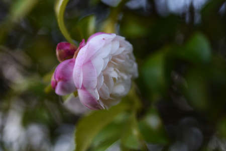 Samanqua flowers / Theacae evergerrn tree.の写真素材