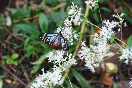 Butterfly Sucking Nectar / Autumn Natural Background Material