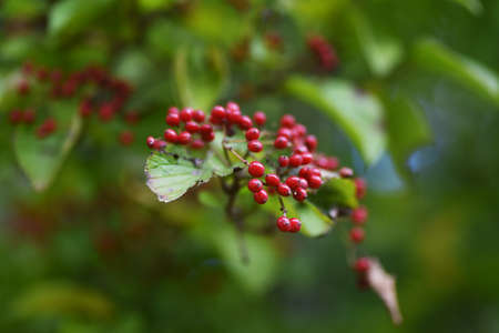 Linden viburnum (Viburnum dilatatum) berries / Viburnae deciduous shrab.の写真素材