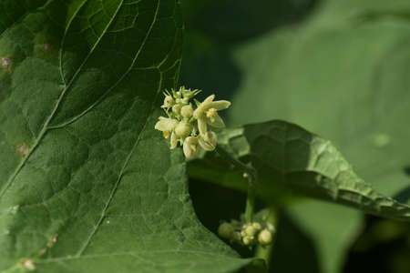 Autumn vegetable 'Chayoute' cultivation / Cucurbitaeae vine plant.