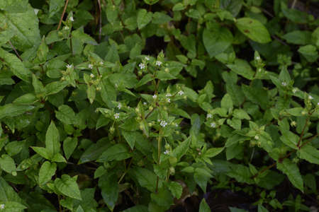 Chickweed (Stellaria media) / Caryophyllacea grass