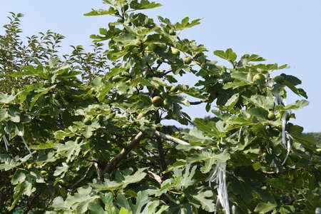 Fig Frits / Moreae Decidulous Tree