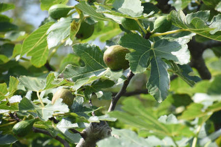 Fig Frits / Moreae Decidulous Tree
