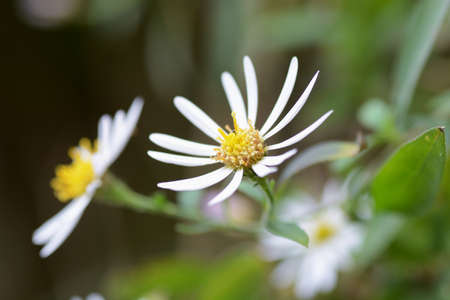 Close-up image of the autumn flower Wild chrysanthemum.