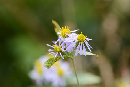 Close-up image of the autumn flower Wild chrysanthemum.