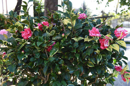 Camellia japonica flowers called 'Daikagura' in Japan.の写真素材