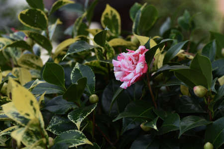 Camellia japonica flowers called 'Daikagura' in Japan.の写真素材