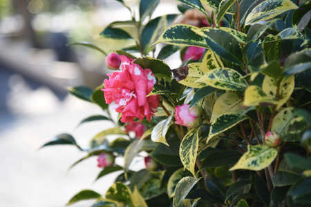 Camellia japonica flowers called 'Daikagura' in Japan.の写真素材