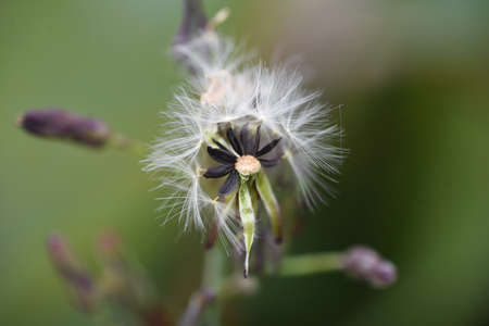 Lactuca indica (Indian lettuce) fluff and seeds