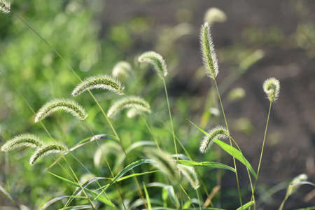 Green foxtail grass / Poaceae annal grass