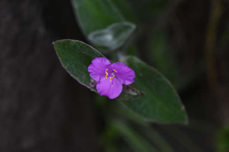 Tradescantia sillamontana (White velvet) flowers / Comelina keeping perennial plant.