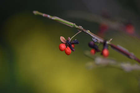 Euonymus Alatus Leaves and Berries / One of the World's Three Most Beautiful Album Leaves Trees Trees.の写真素材