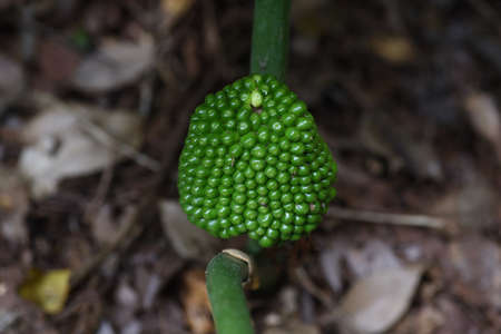 Arisaema ringens (Japanese cobra lily) / Araseae prennial grass