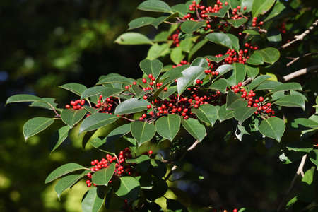 Ilex rotunda berries / Aquifoliaceae evergreen tree