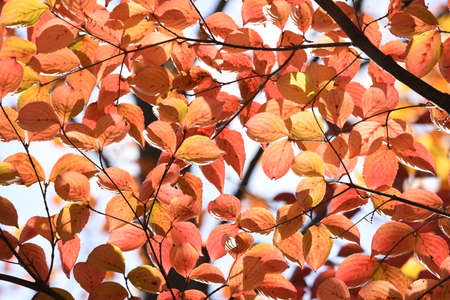 Kousa dogwood autummn leaves / Konaceae decidulous treeの写真素材