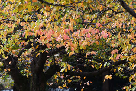 Autumn leaves of cherry trees in the park.