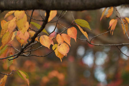 Autumn leaves of cherry trees in the park.