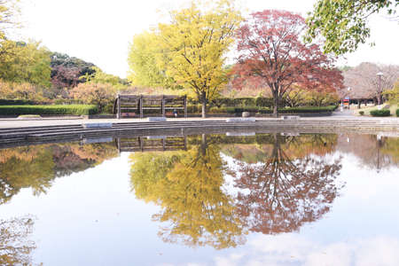 The yellow leaves of ginkgo trees in the park.の写真素材