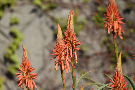 Aloe flowers / Xanthorrohoeaceae succilent plantの写真素材