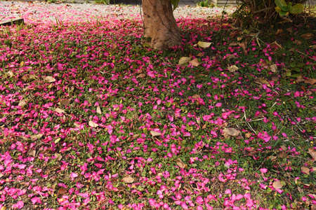 A view of Sasanqua flowers and scattered petals.