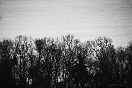 Silhouette image of tree branches in winter.の写真素材