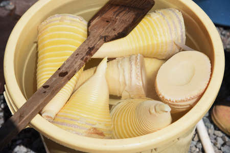 After harvesting bamboo shoots,strip and parboil preparation work.の写真素材