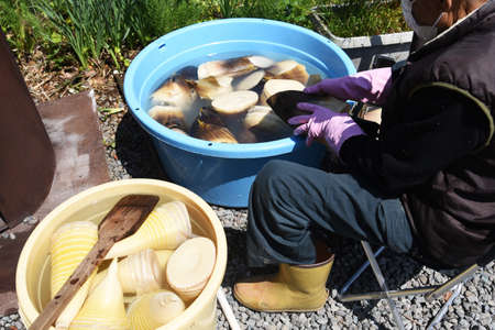 After harvesting bamboo shoots,strip and parboil preparation work.の写真素材