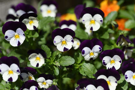 Viola (Violet tufted pansy).Violaceae plant.の写真素材