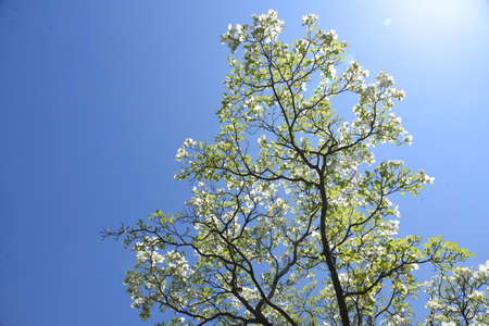 Dogwood blossoms. Dogwood is a Cornaceae deciduous tree that blooms white and pink flowers from April to May.の写真素材