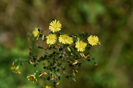 Oriental false hawksbeard. Asteraceae weed.