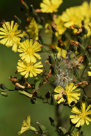 Oriental false hawksbeard. Asteraceae weed.