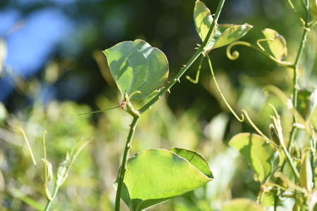 China root ( Smilax china ). Smilacaceae perennial vine shrub.