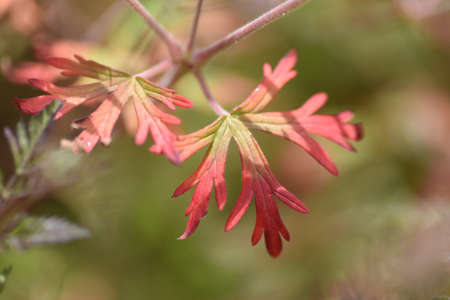 Carolina geranium leaves, flowers and seeds.