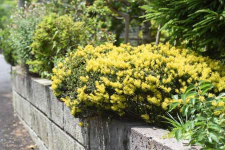 Round pruned Dwarf Japanese Yew. Taxaceae evergreen shrub.
