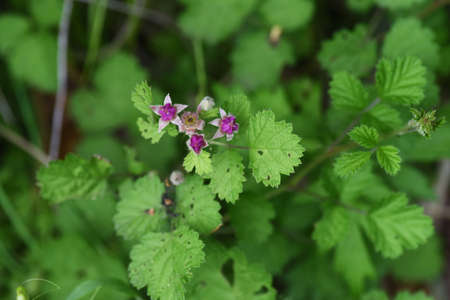 Native raspberry flowers. Rosaceae deciduous shrub.