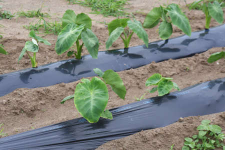 A view of the onion field after harvesting.の写真素材
