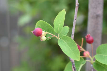 Juneberry (Amelanchier canadensis). Rosaceae deciduous fruit tree.の写真素材