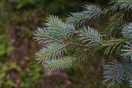 Hoopsii is a cultivar of the Pinaceae family native to North America and is characterized by its...