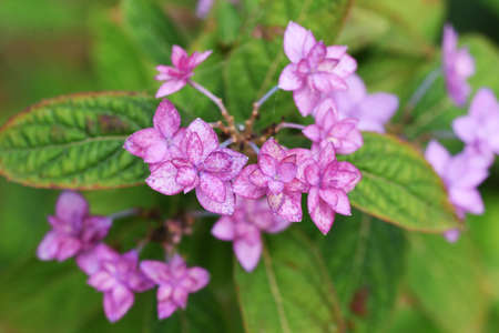 Tea-of-heaven (Hydrangea serrata) flowers.