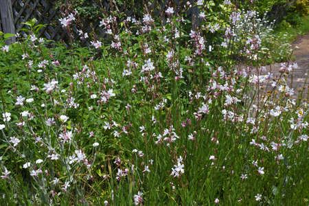 Bee blossomï¼Gaura. Onagraceae pennial grass.の写真素材