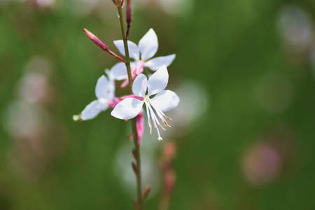 Bee blossomï¼Gaura. Onagraceae pennial grass.の写真素材